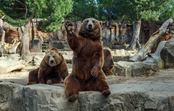 Brown bear waves his paw at visitors to his enclosure