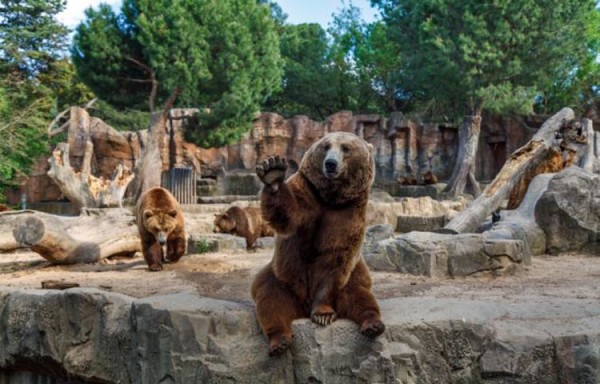 Brown bear waves his paw at visitors to his enclosure