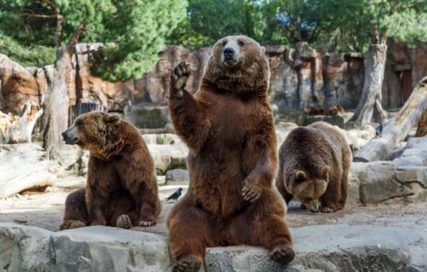 Brown bear waves his paw at visitors to his enclosure