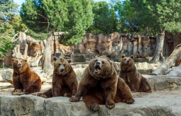 Brown bear waves his paw at visitors to his enclosure