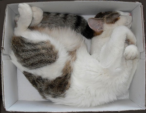 Sweet Dreams   Kitties