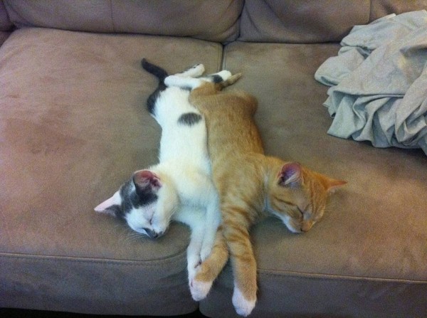Sweet Dreams   Kitties