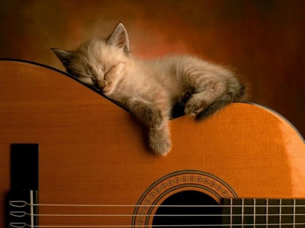 Sweet Dreams   Kitties