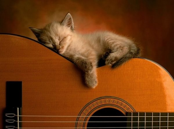 Sweet Dreams   Kitties