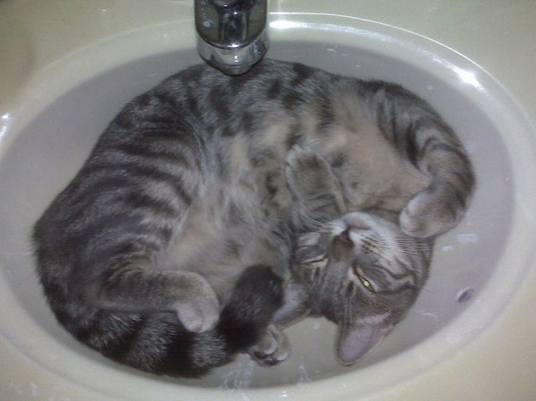 Sweet Dreams   Kitties