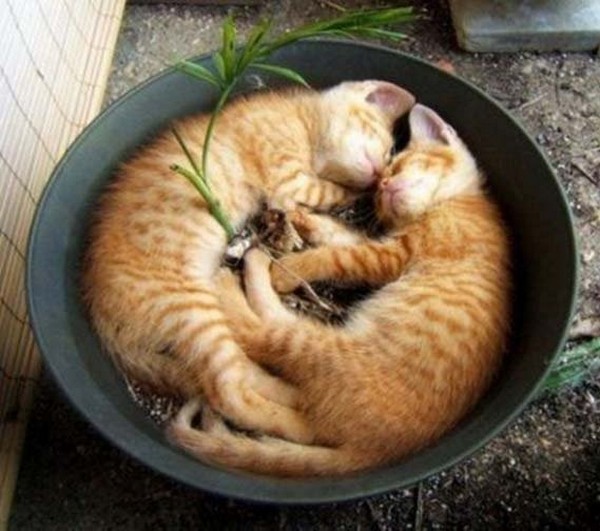 Sweet Dreams   Kitties