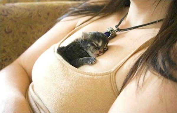 Sweet Dreams   Kitties