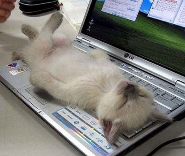 Sweet Dreams   Kitties