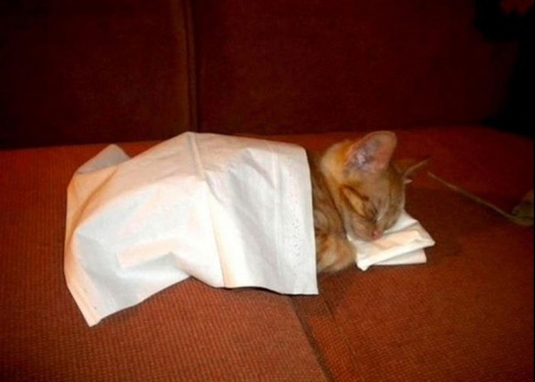 Sweet Dreams   Kitties
