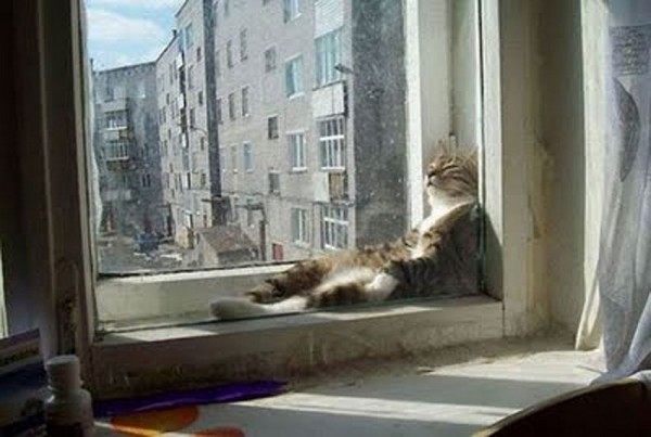 Sweet Dreams   Kitties