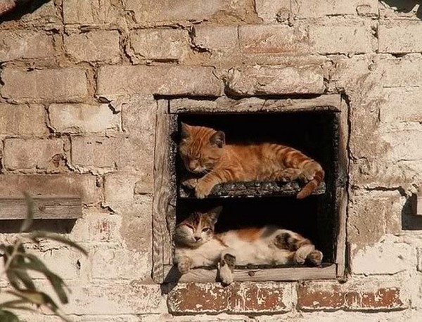 Sweet Dreams   Kitties