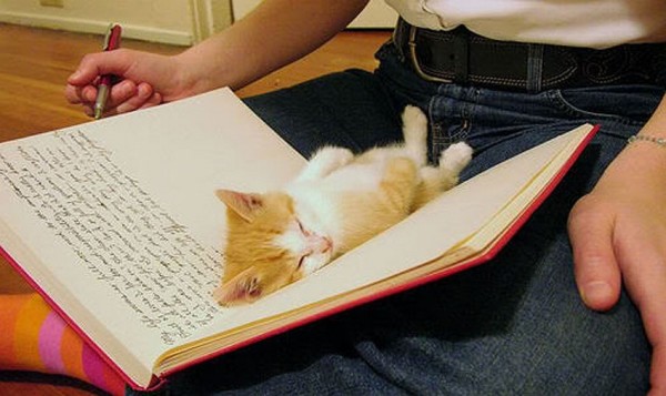 Sweet Dreams   Kitties