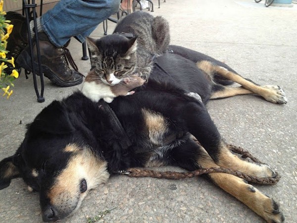 Sweet Dreams   Kitties
