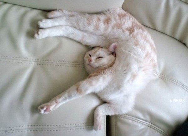 Sweet Dreams   Kitties