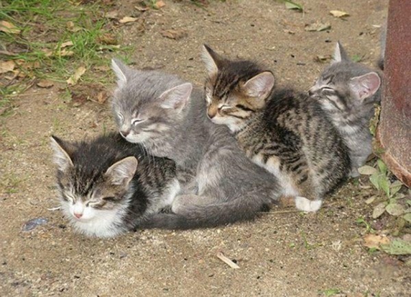 Sweet Dreams   Kitties