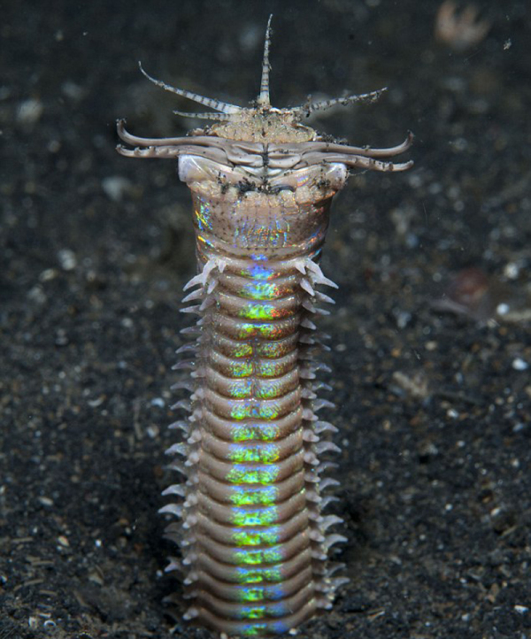 Eunice aphroditois