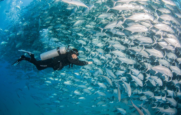 Divers swarmed by thousands of fish