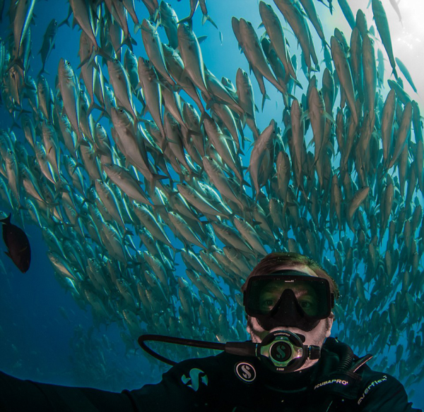Divers swarmed by thousands of fish
