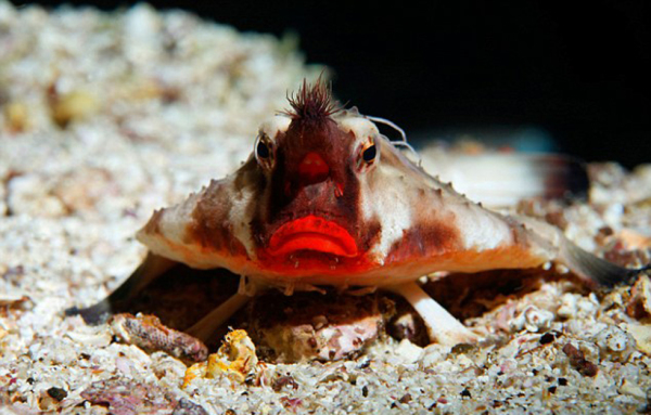 Galapagos batfish