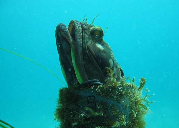 Sarcastic fringehead