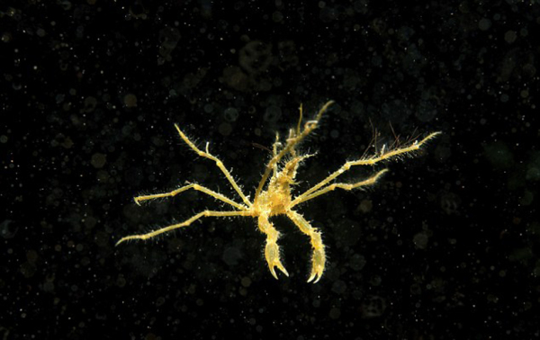 Spider crab