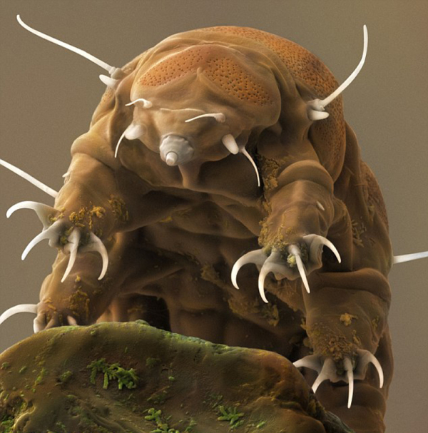 Water bear
