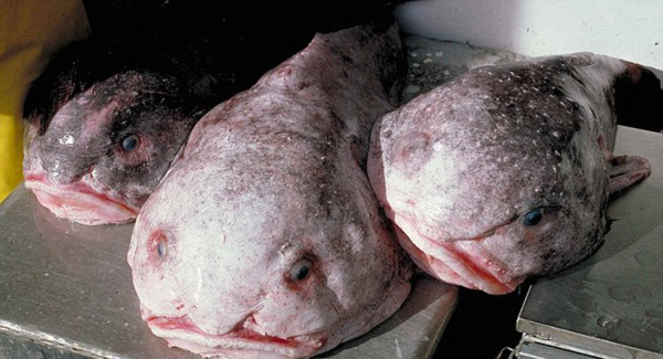 Blobfish