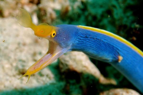 Ribbon Eel