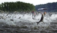 This is a fisherman’s dream