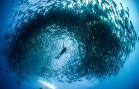 Divers swarmed by thousands of fish