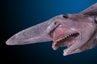 10 Creepy Sea Creatures