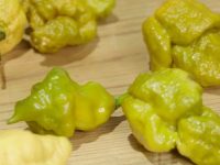The Hottest Peppers In The World – The Scoville Scale