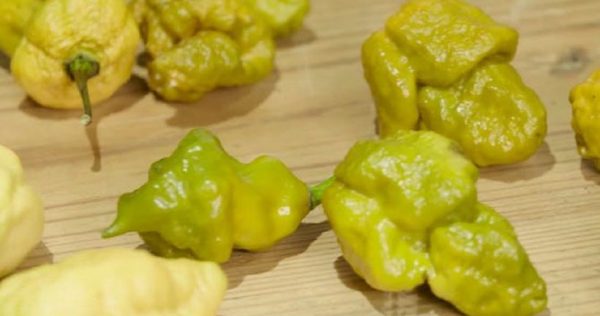 The Hottest Peppers In The World – The Scoville Scale