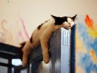 Sweet Dreams – Kitties