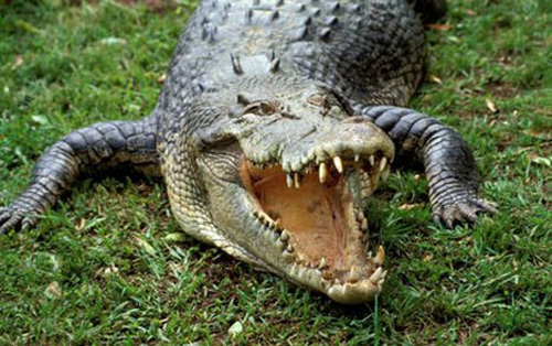 Australian saltwater crocodile