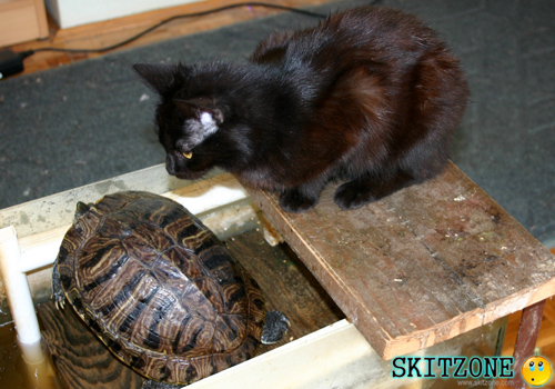 cat & tourtle