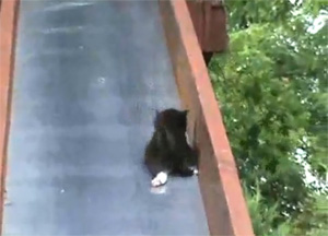 Kittens Falling Down Slide