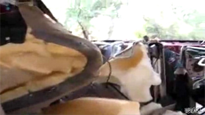 Grizzly Bear Destroys Kid’s Car