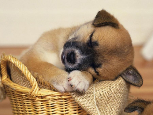 Sweet dreams