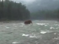 Living Mammoth spotted in Siberia