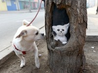 Arts in tree holes
