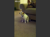 Hilarious Dog is dancing like a Boss - Video