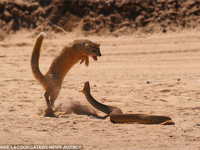 Mongoose vs Cobra