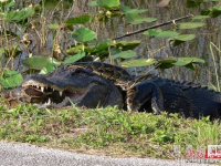 Snake vs Crocodile