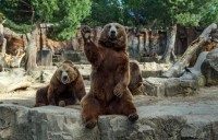 Brown bear waves his paw at visitors to his enclosure